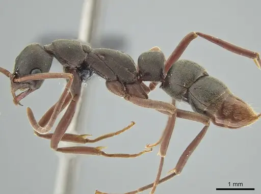 Leptogenys quirozi specimen DZUP549118 image dzup549118_3