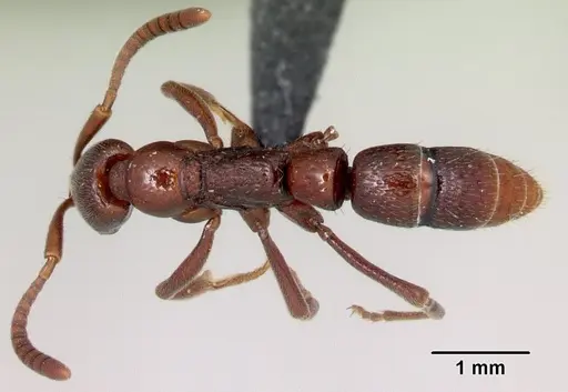 Leptogenys rabebe specimen CASENT0034619 image casent0034619_1