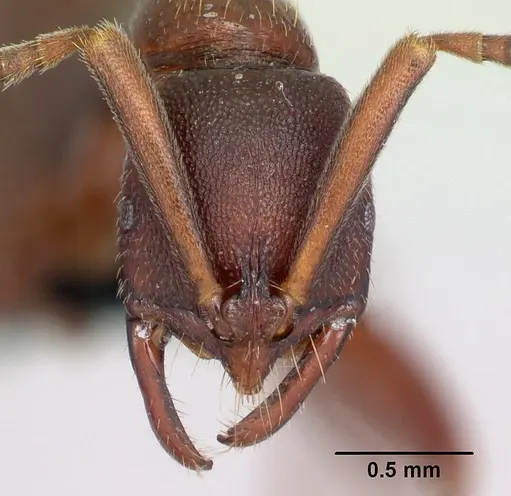 Leptogenys rabebe specimen CASENT0034619 image casent0034619_2