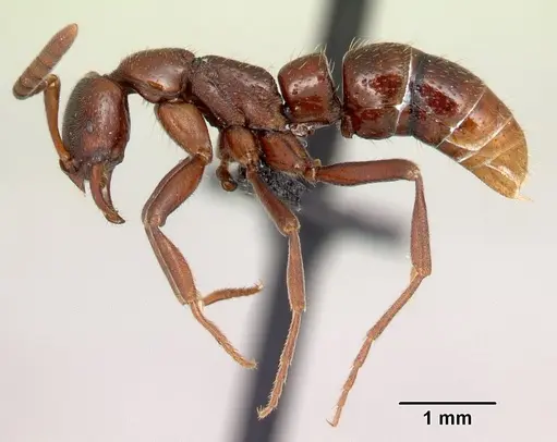 Leptogenys rabebe specimen CASENT0034619 image casent0034619_3