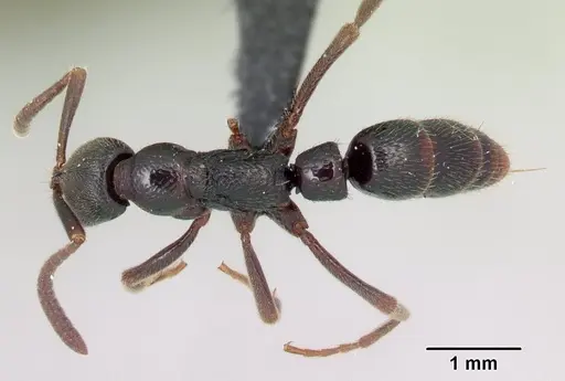 Leptogenys rabebe specimen CASENT0163120 image casent0163120_1