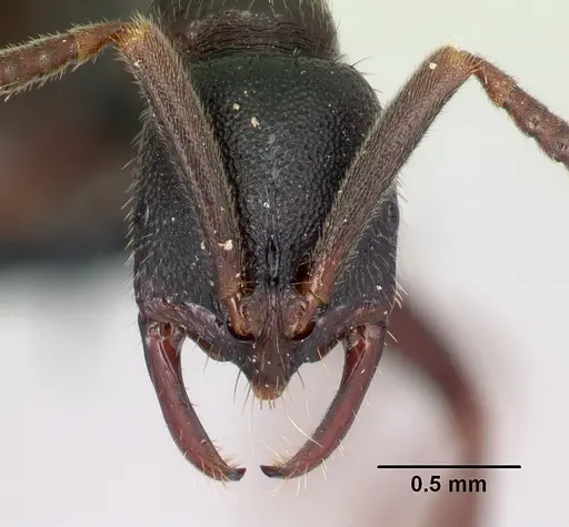 Leptogenys rabebe specimen CASENT0163120 image casent0163120_2