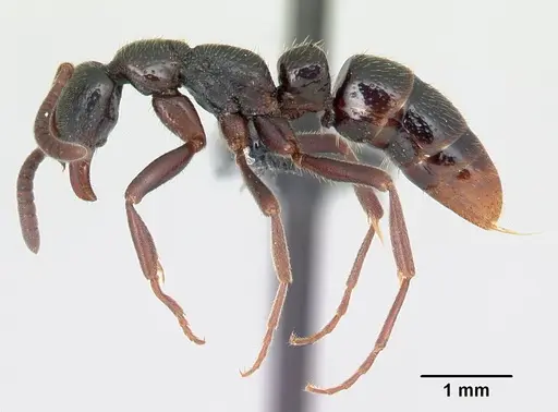 Leptogenys rabebe specimen CASENT0163120 image casent0163120_3
