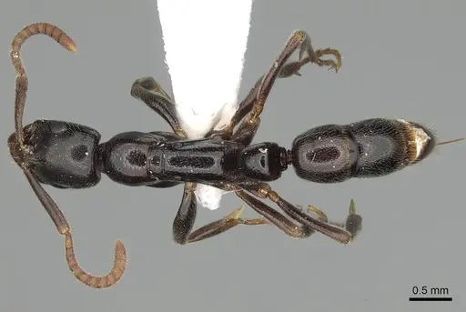 Leptogenys rabesoni specimen CASENT0195430 image casent0195430_1