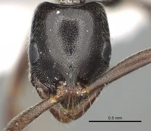 Leptogenys rabesoni specimen CASENT0195430 image casent0195430_2