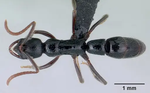 Leptogenys ralipra specimen CASENT0051142 image casent0051142_1