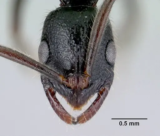 Leptogenys ralipra specimen CASENT0051142 image casent0051142_2