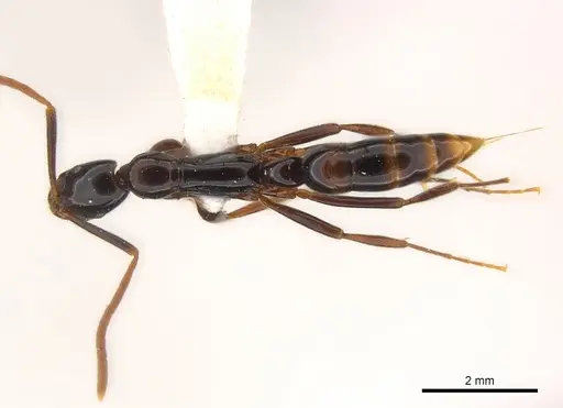Leptogenys ravida specimen CASENT0217007 image casent0217007_1