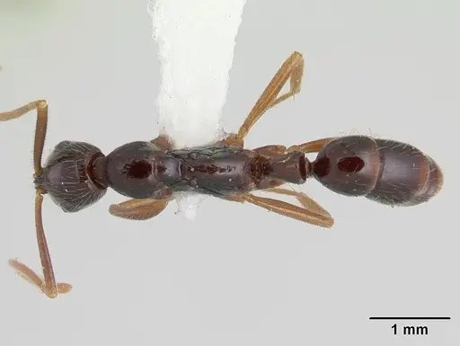 Leptogenys regis specimen CASENT0178797 image casent0178797_1