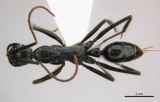 Leptogenys regis specimen CASENT0217120 image casent0217120_1