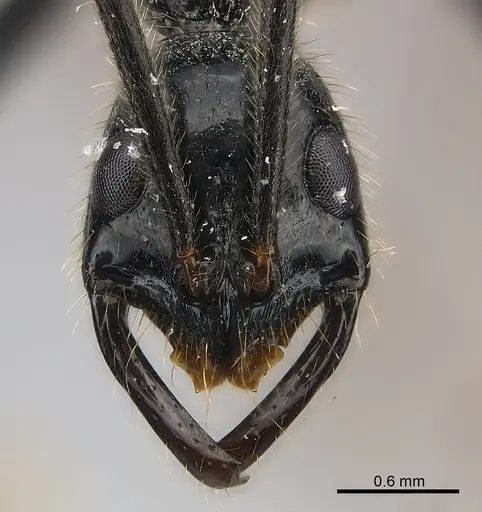 Leptogenys regis specimen CASENT0217120 image casent0217120_2