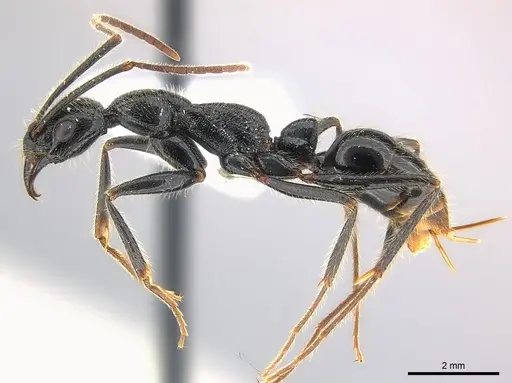 Leptogenys regis specimen CASENT0217120 image casent0217120_3