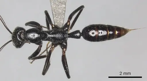 Leptogenys regis specimen CASENT0235507 image casent0235507_1