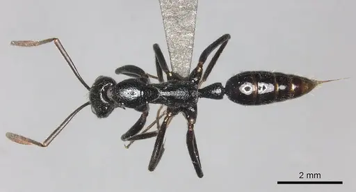 Leptogenys regis specimen CASENT0235507 image casent0235507_2