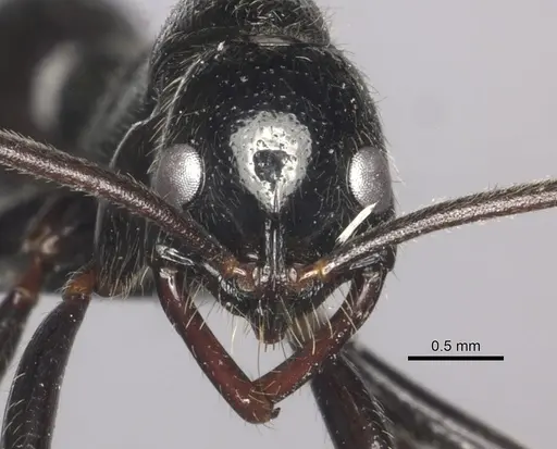 Leptogenys regis specimen CASENT0235507 image casent0235507_3