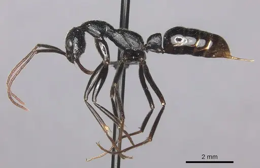 Leptogenys regis specimen CASENT0235507 image casent0235507_4