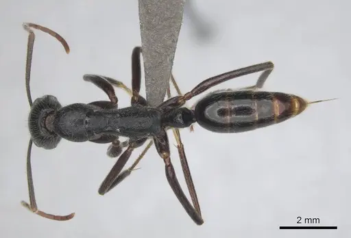 Leptogenys regis specimen CASENT0250467 image casent0250467_1