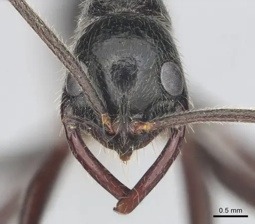 Leptogenys regis specimen CASENT0250467 image casent0250467_2