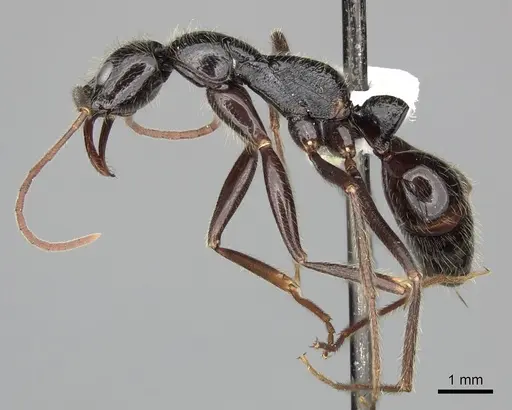 Leptogenys regis specimen CASENT0270570 image casent0270570_3