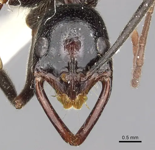 Leptogenys regis specimen CASENT0902596 image casent0902596_2
