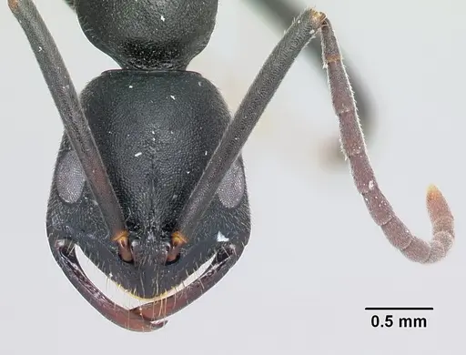 Leptogenys ridens specimen CASENT0002200 image casent0002200_2
