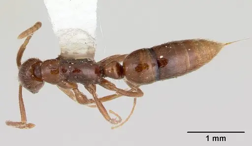 Leptogenys ritae specimen CASENT0178801 image casent0178801_1