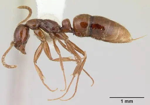 Leptogenys ritae specimen CASENT0178801 image casent0178801_3