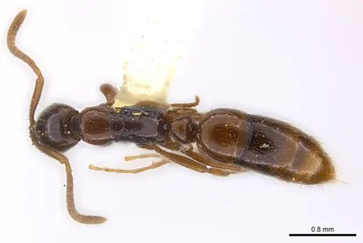 Leptogenys ritae specimen CASENT0217015 image casent0217015_1