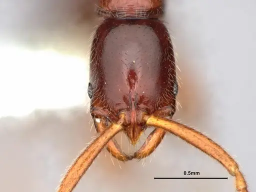 Leptogenys ritae specimen CASENT0882109 image casent0882109_2