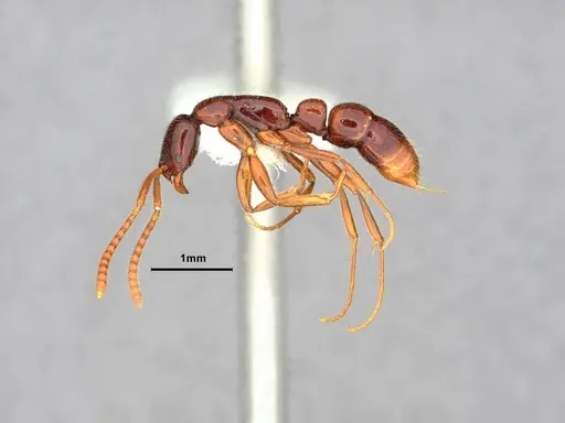 Leptogenys ritae specimen CASENT0882109 image casent0882109_3