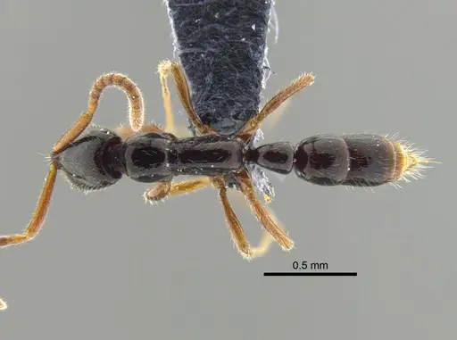 Leptogenys ritae specimen CBUMAGENT41674 image cbumagent41674_1