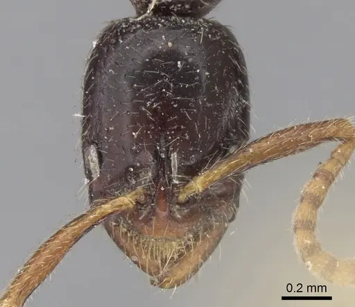 Leptogenys roberti specimen CASENT0281929 image casent0281929_2
