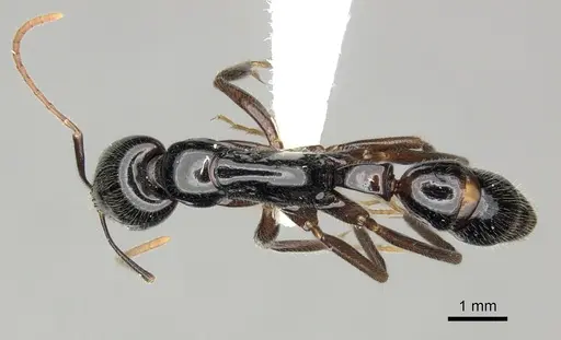 Leptogenys rouxi specimen CASENT0270571 image casent0270571_1