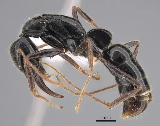 Leptogenys rouxi specimen CASENT0887830 image casent0887830_1