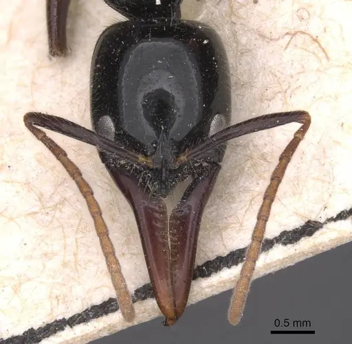 Leptogenys rouxi specimen CASENT0915238 image casent0915238_2