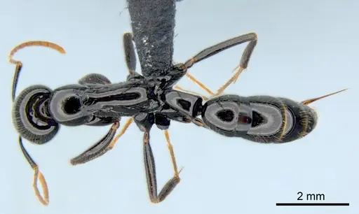 Leptogenys rouxi specimen CSIRONC0010 image csironc0010_1