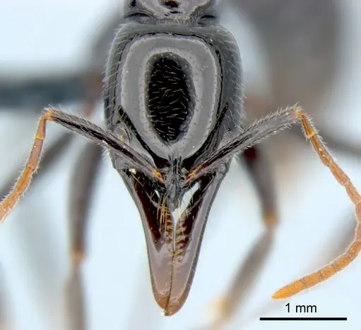 Leptogenys rouxi specimen CSIRONC0010 image csironc0010_2