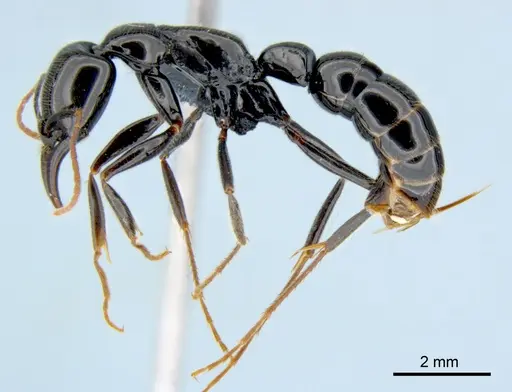Leptogenys rouxi specimen CSIRONC0010 image csironc0010_3