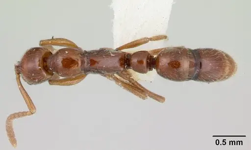 Leptogenys rufa specimen CASENT0178825 image casent0178825_1