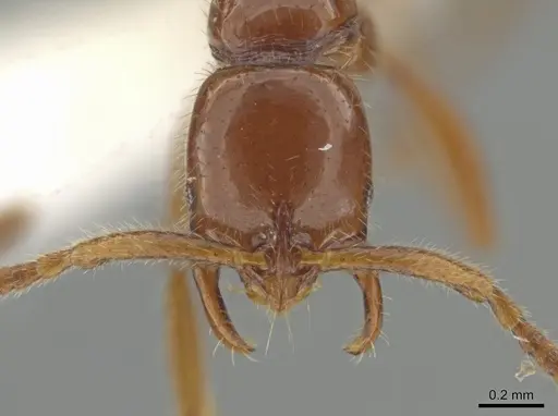Leptogenys rufa specimen CASENT0613790 image casent0613790_2