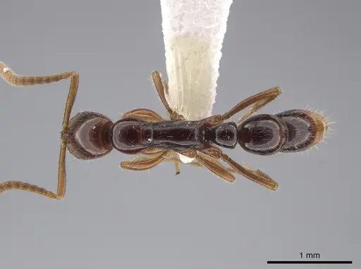 Leptogenys rufa specimen CASENT0640734 image casent0640734_1