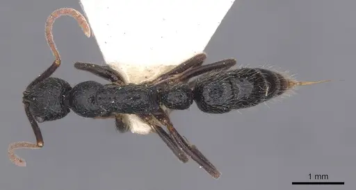 Leptogenys rugosopunctata specimen CASENT0915239 image casent0915239_1