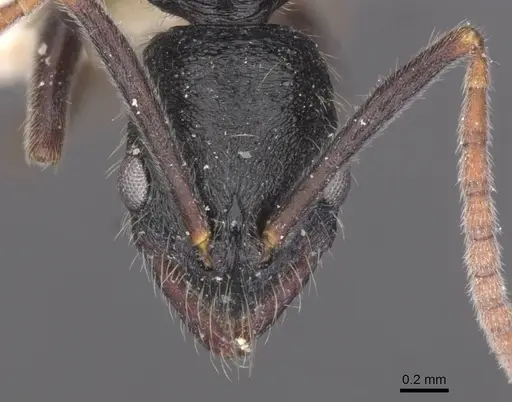 Leptogenys rugosopunctata specimen CASENT0915239 image casent0915239_2
