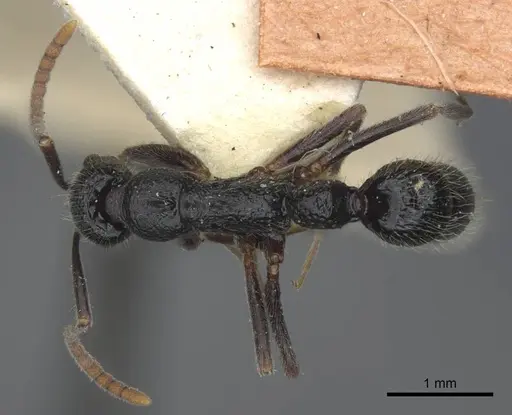 Leptogenys rugosopunctata specimen CASENT0916842 image casent0916842_1