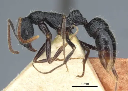 Leptogenys rugosopunctata specimen CASENT0916842 image casent0916842_4