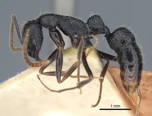 Leptogenys rugosopunctata specimen CASENT0916842 image casent0916842_5
