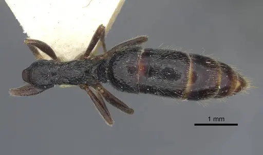 Leptogenys rugosopunctata specimen CASENT0916843 image casent0916843_1