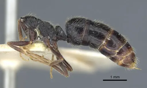 Leptogenys rugosopunctata specimen CASENT0916843 image casent0916843_2
