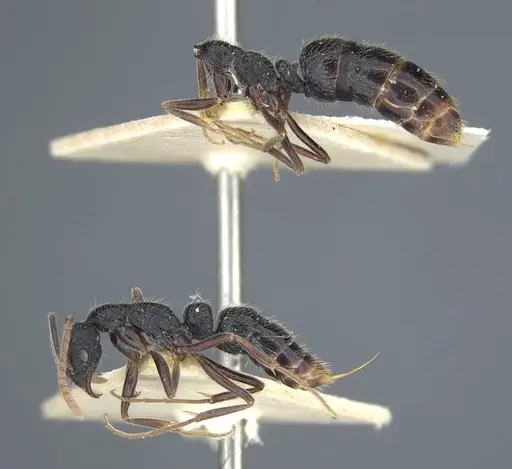Leptogenys rugosopunctata specimen CASENT0916843 image casent0916843_3