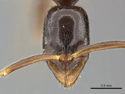 Leptogenys sagaris specimen CASENT0270576 image casent0270576_2